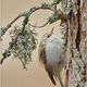 Vögel: Baum und Wald