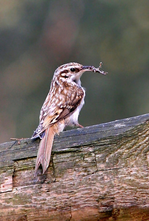 Waldbaumläufer mit kleiner Mahlzeit