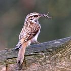 Waldbaumläufer mit kleiner Mahlzeit