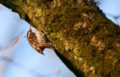 WALDBAUMLÄUFER .... und ne Mücke