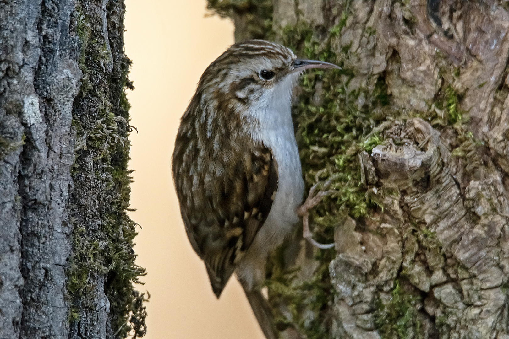 Waldbaumläufer zum ersten Mal 