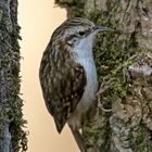 Waldbaumläufer zum ersten Mal 