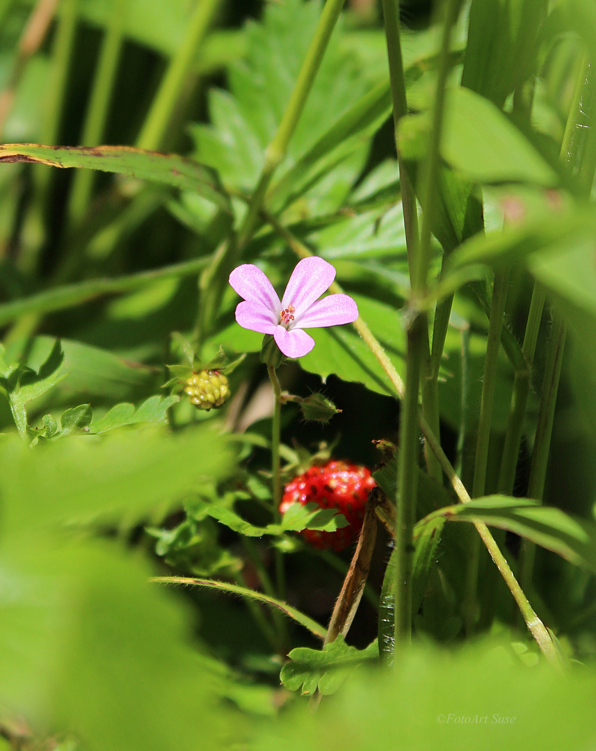 Waldbeere