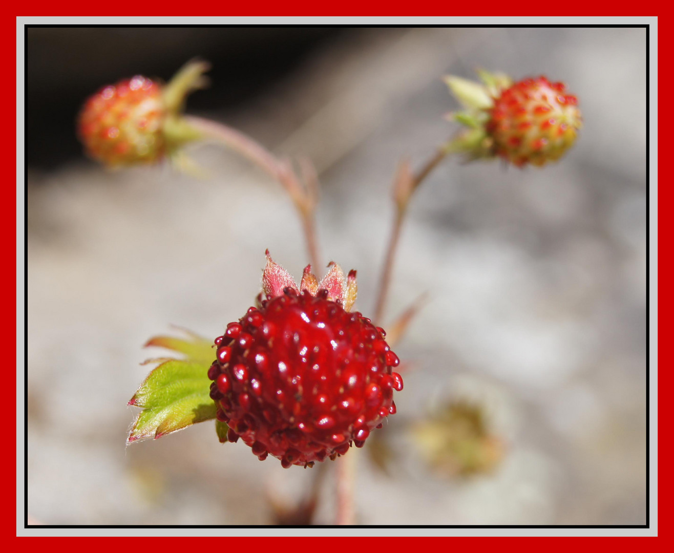 Waldbeere 2