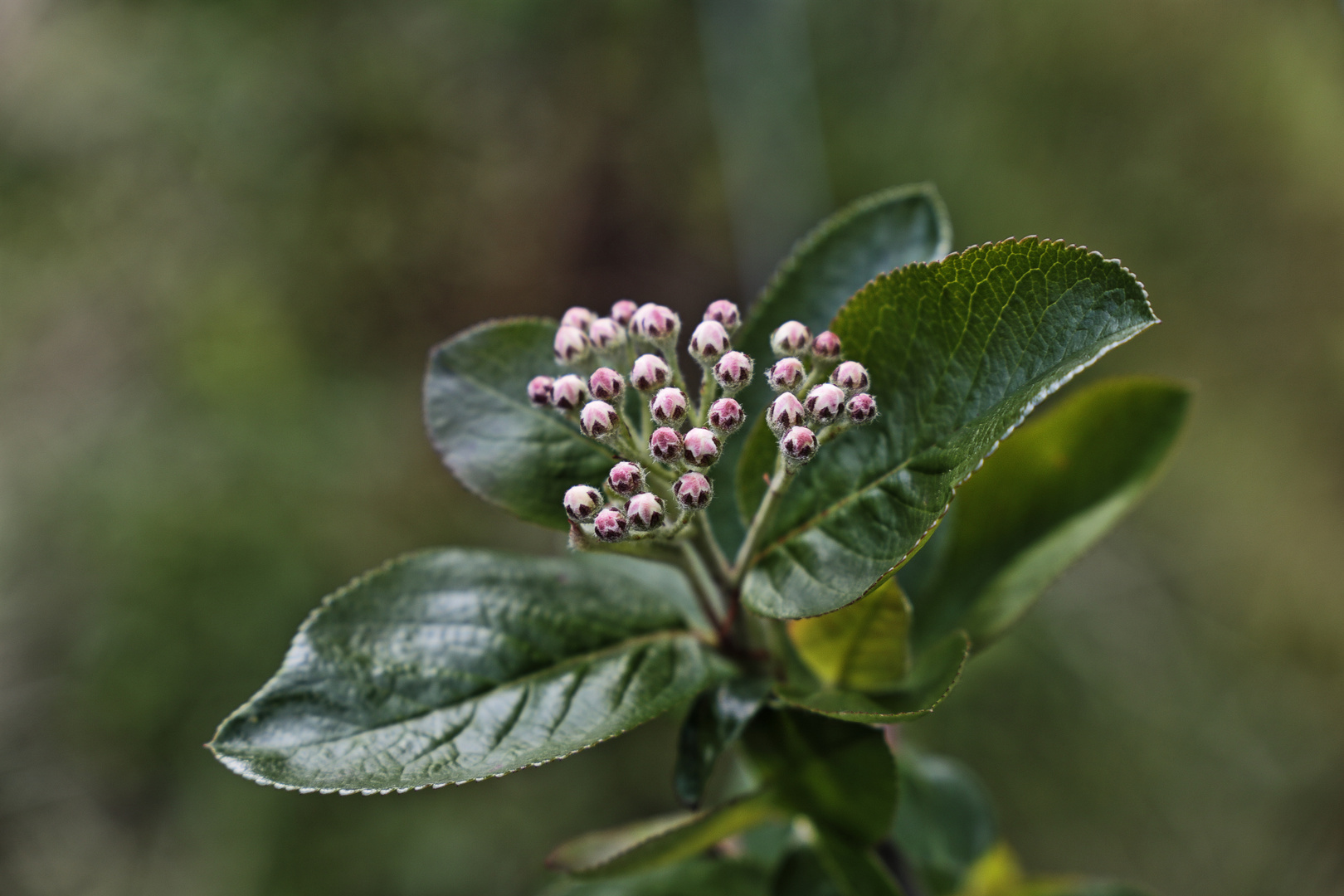 Waldbeere