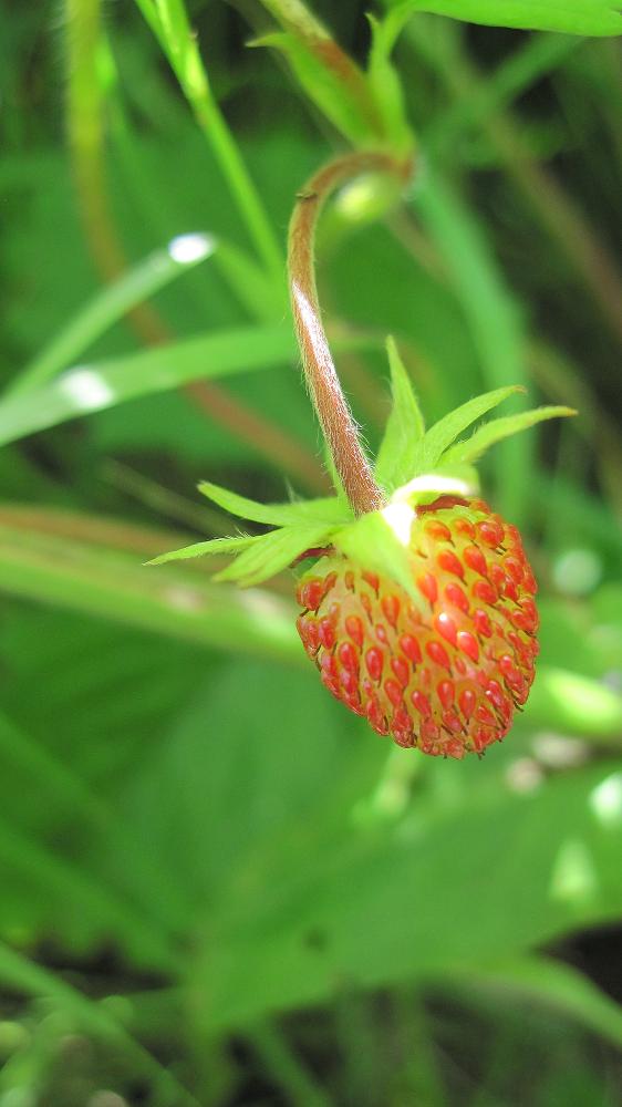 Waldbeere