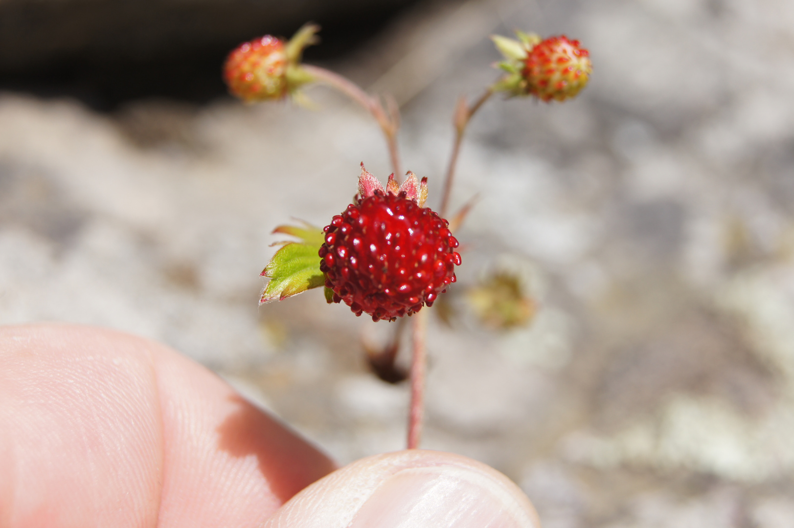 Waldbeere