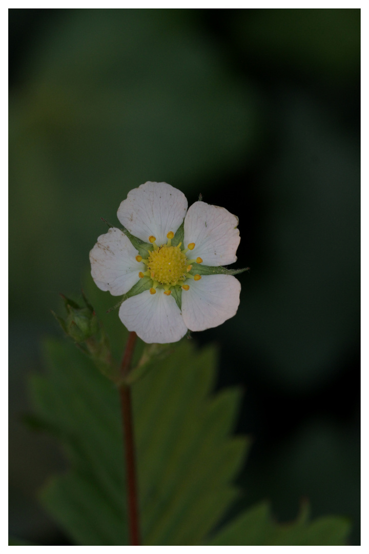 Waldbeere