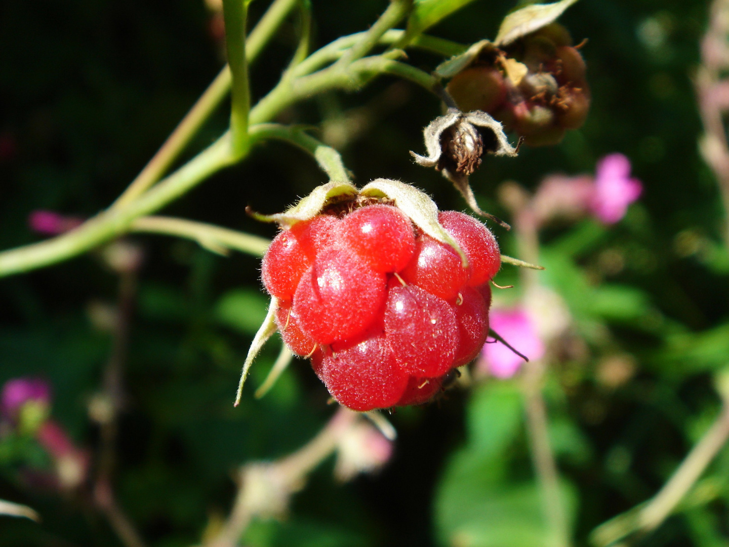 Waldbeere