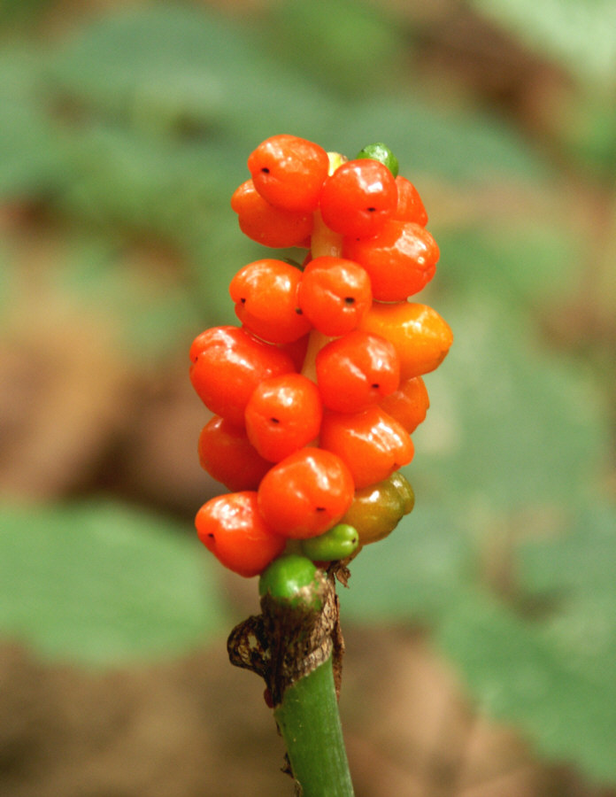 Waldbeeren