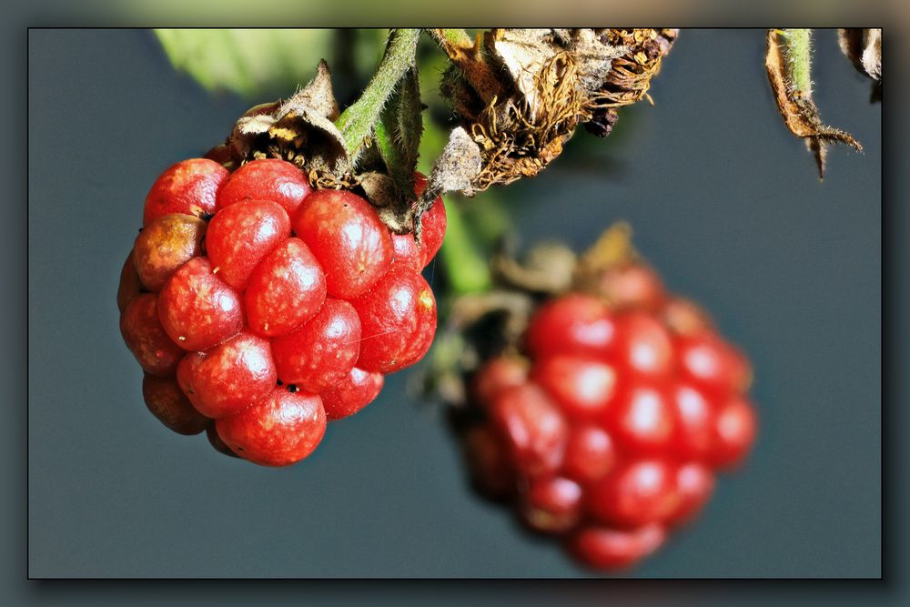 Waldbeeren 1