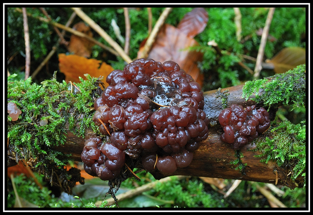 Waldbeeren..