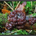 Waldbeeren..