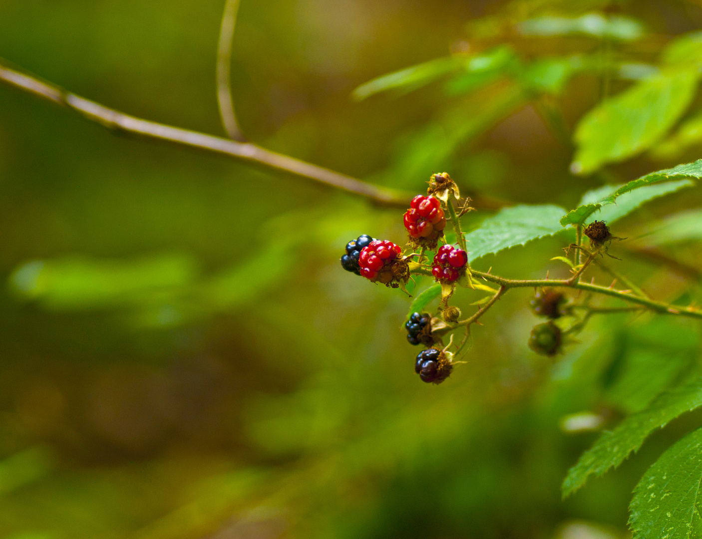 Waldbeeren