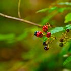 Waldbeeren