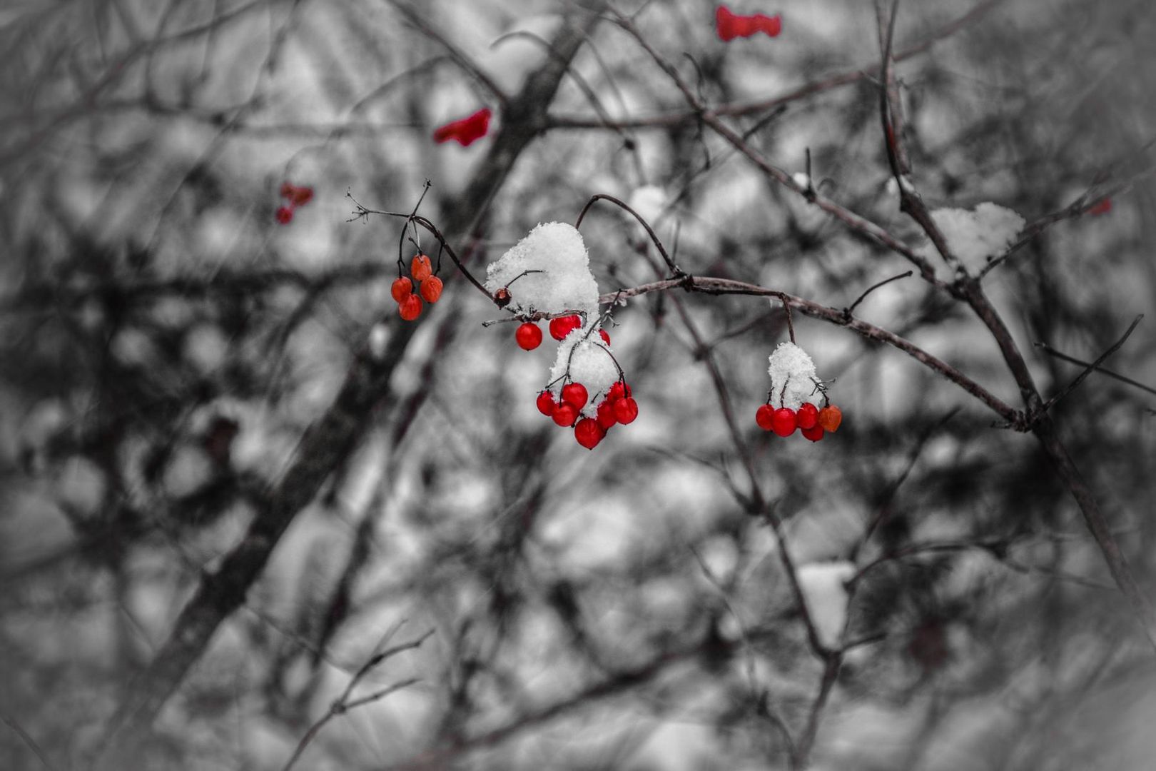 Waldbeeren im Winter