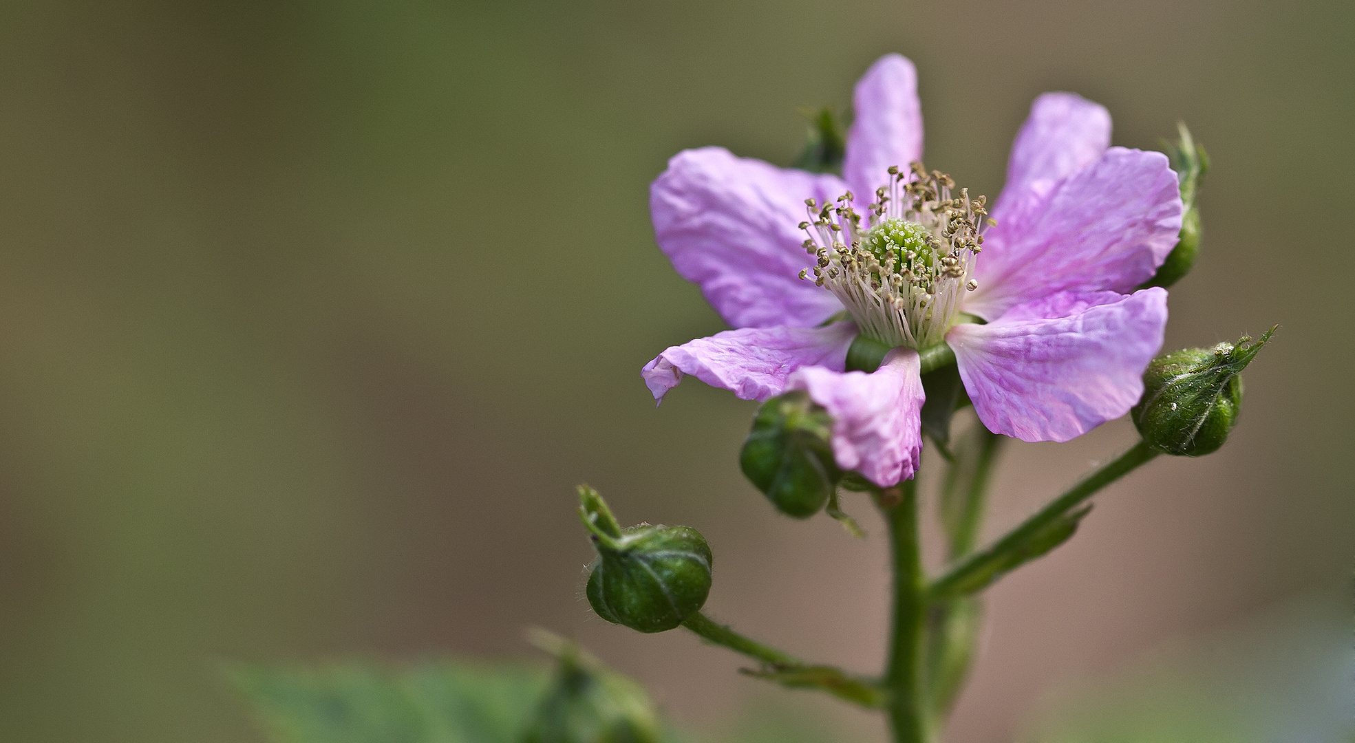 Waldbeerenblüte