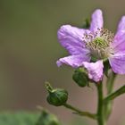 Waldbeerenblüte