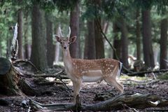 Waldbegegnung