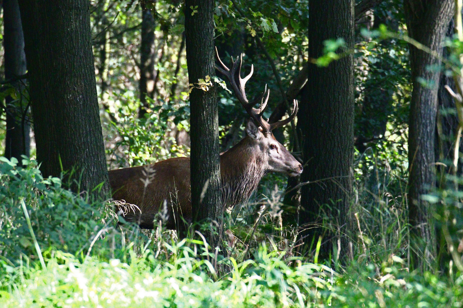 Waldbegegnung