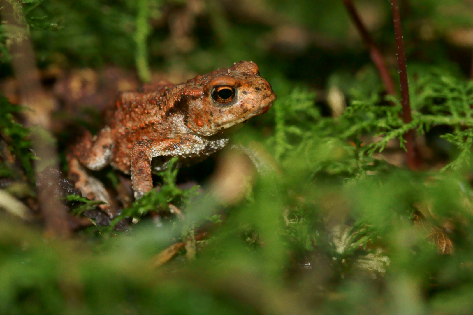 Waldbegegnung I