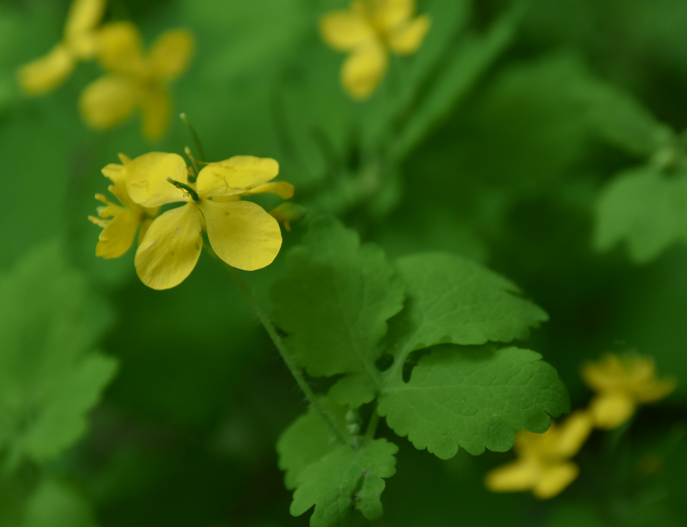 Waldbekanntschaft