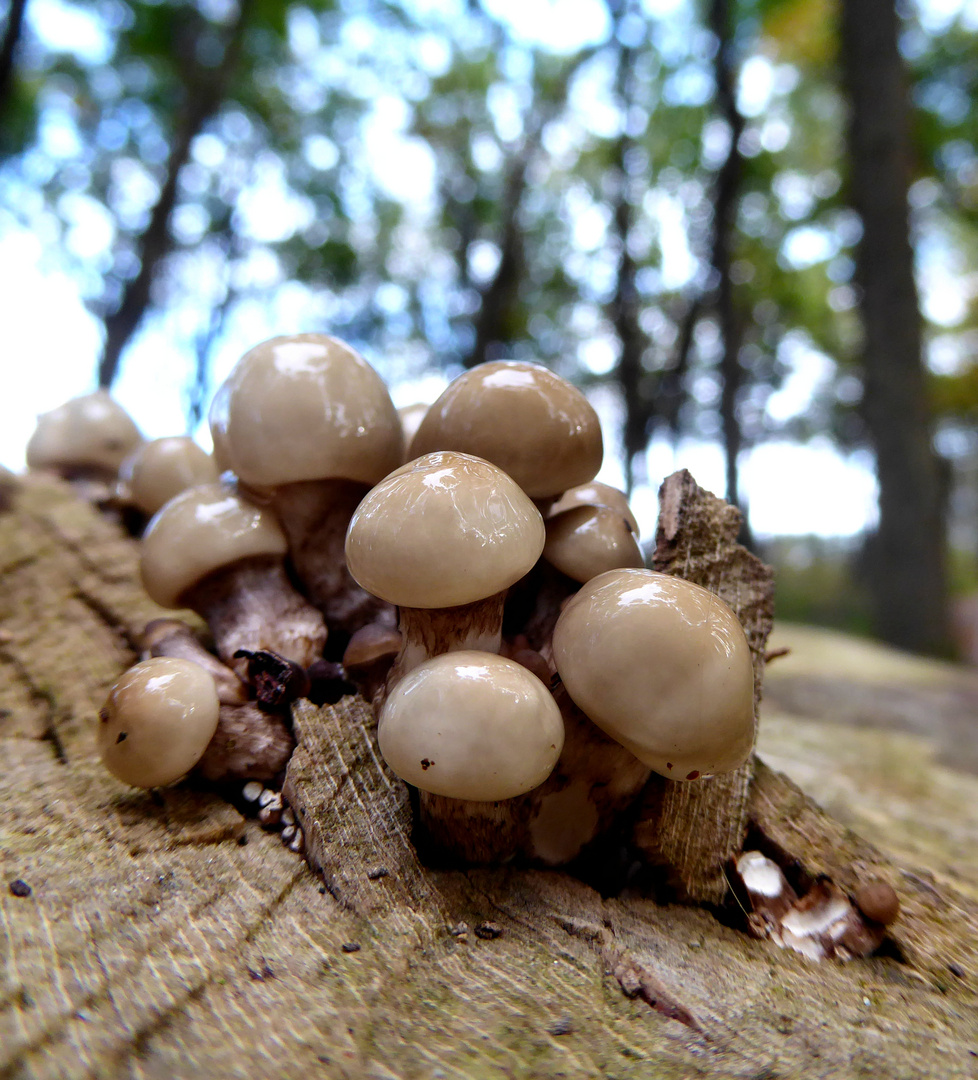 Waldbewohner