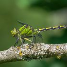 Waldbewohner