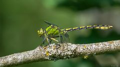 Waldbewohner