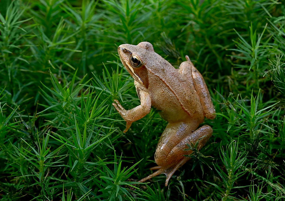 Waldbewohner