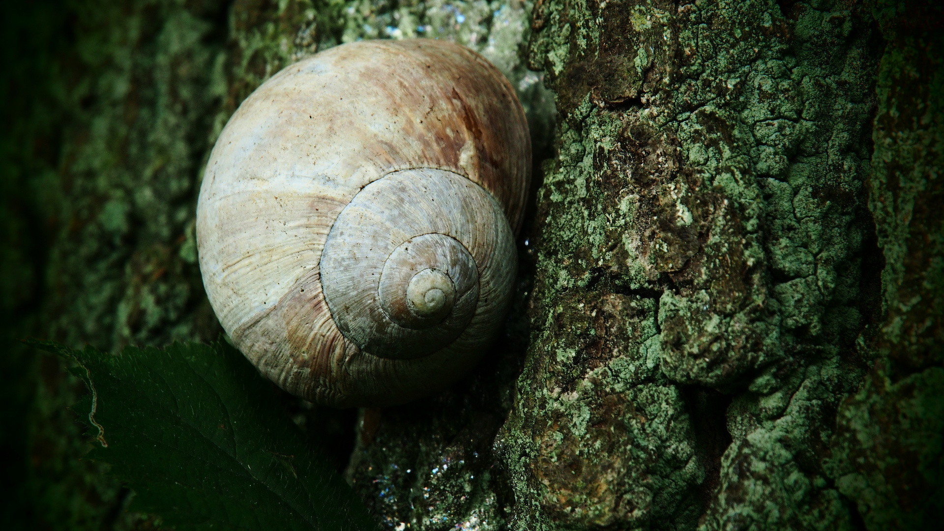 Waldbewohner