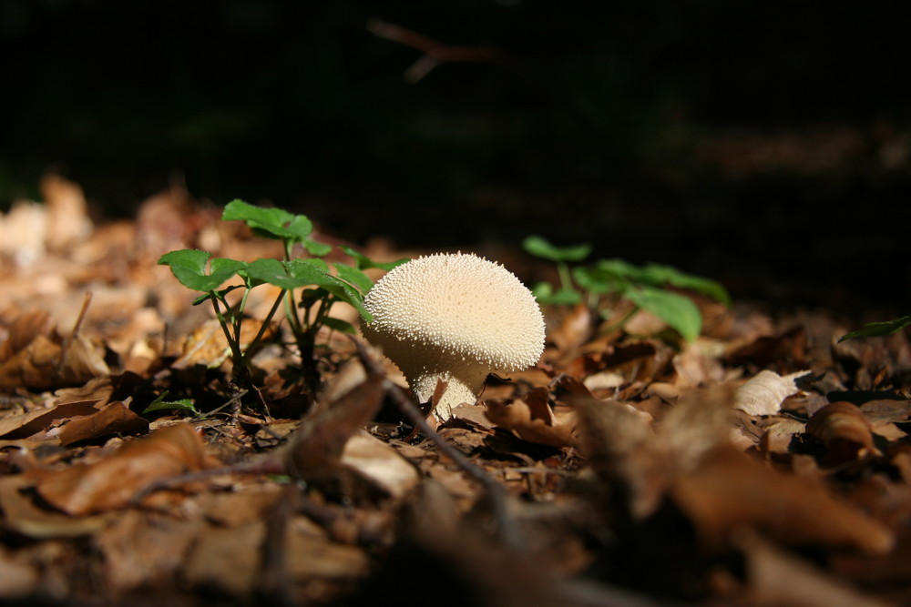 Waldbewohner