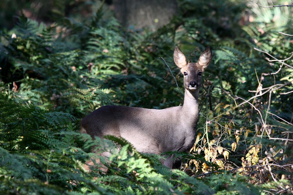 Waldbewohner