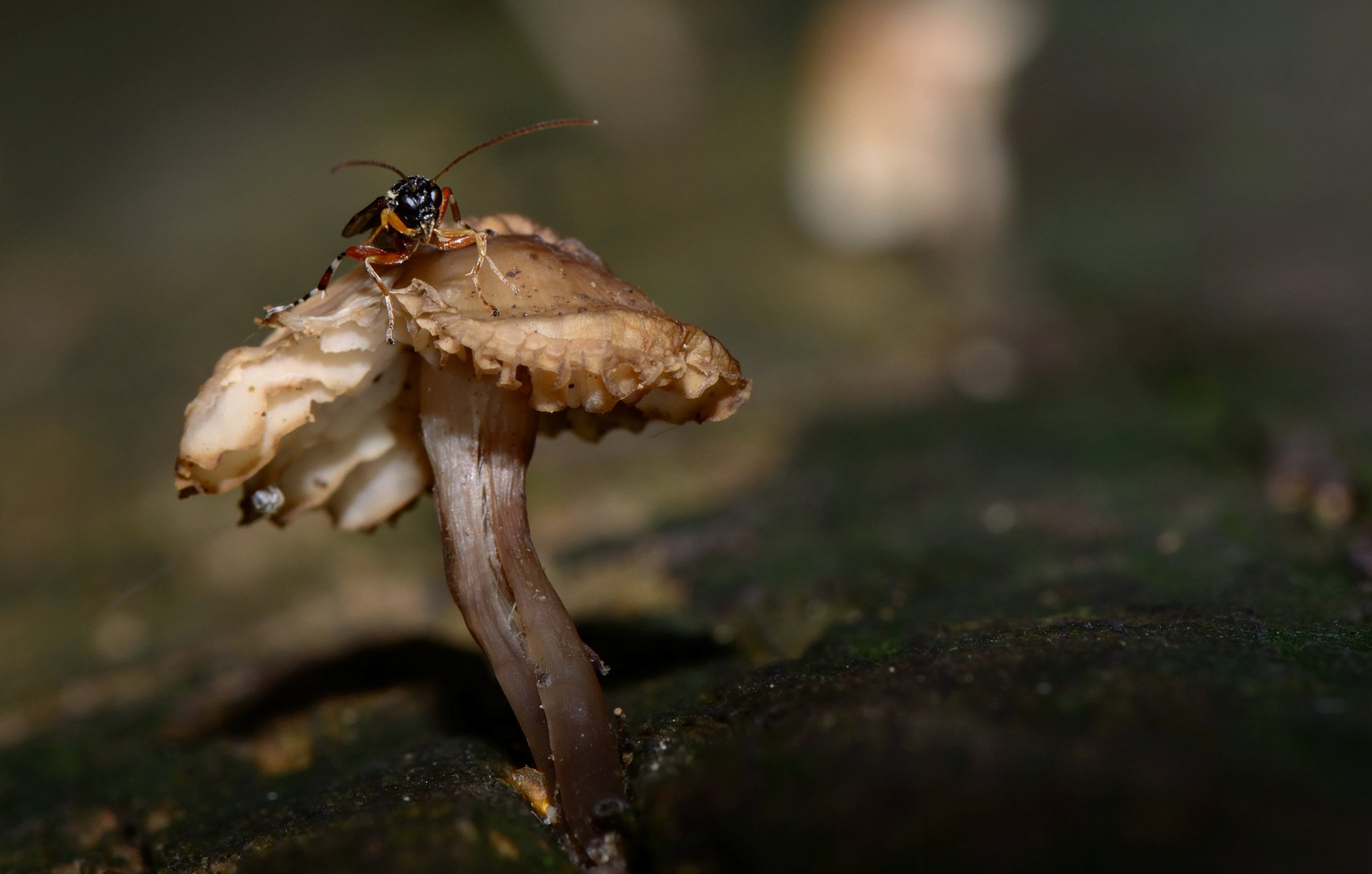 Waldbewohner...