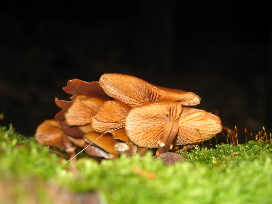 Waldbewohner am Wegesrand