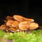 Waldbewohner am Wegesrand