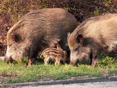 Waldbewohner besucht Stadt