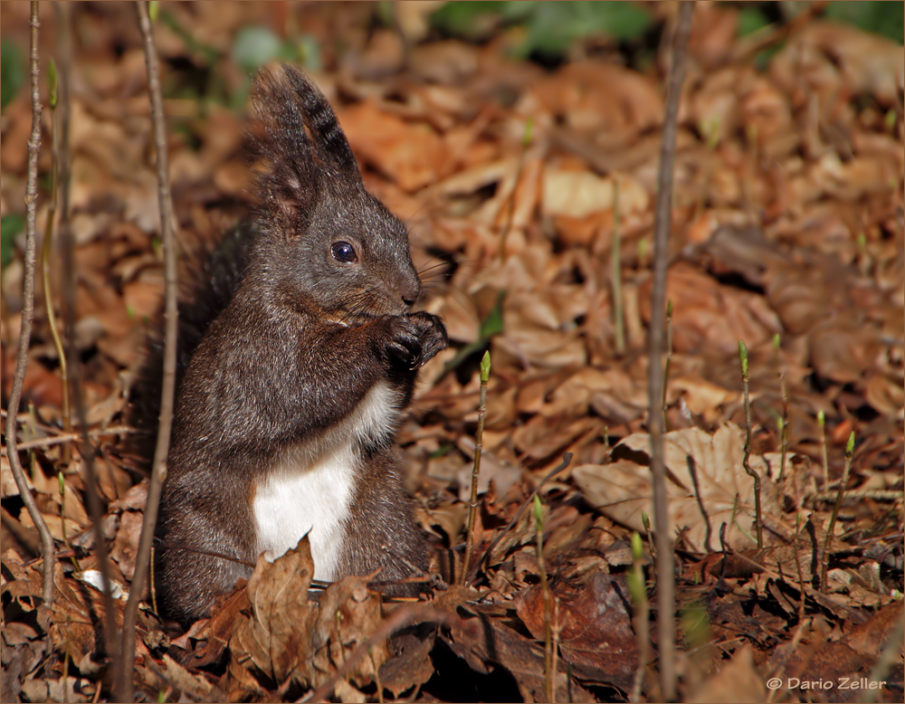 Waldbewohner