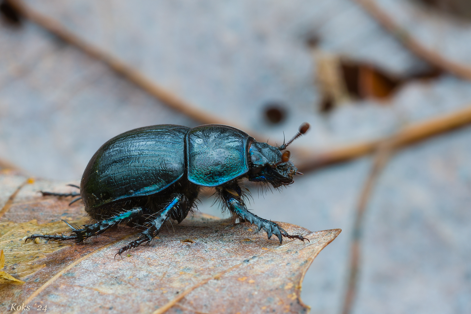 Waldbewohner