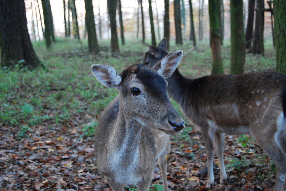 Waldbewohner