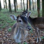 Waldbewohner