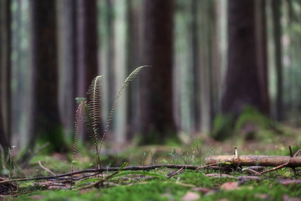 Waldbewohner