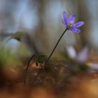 Wald.Bewohner