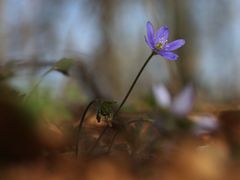 Wald.Bewohner