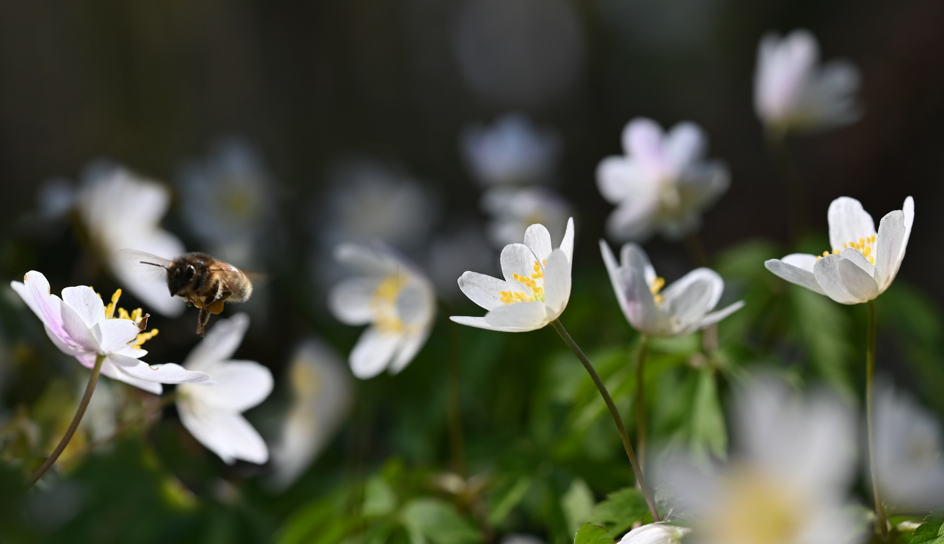 Waldbewohner und Besucher