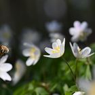 Waldbewohner und Besucher