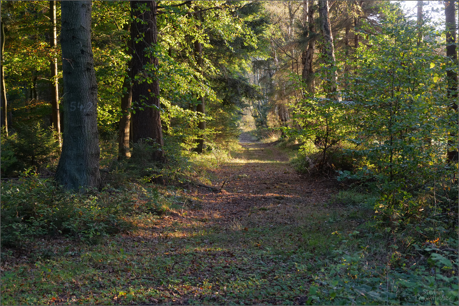 waldbild