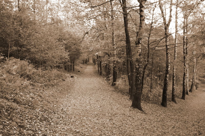 Waldbild mit Fluchtpunkt