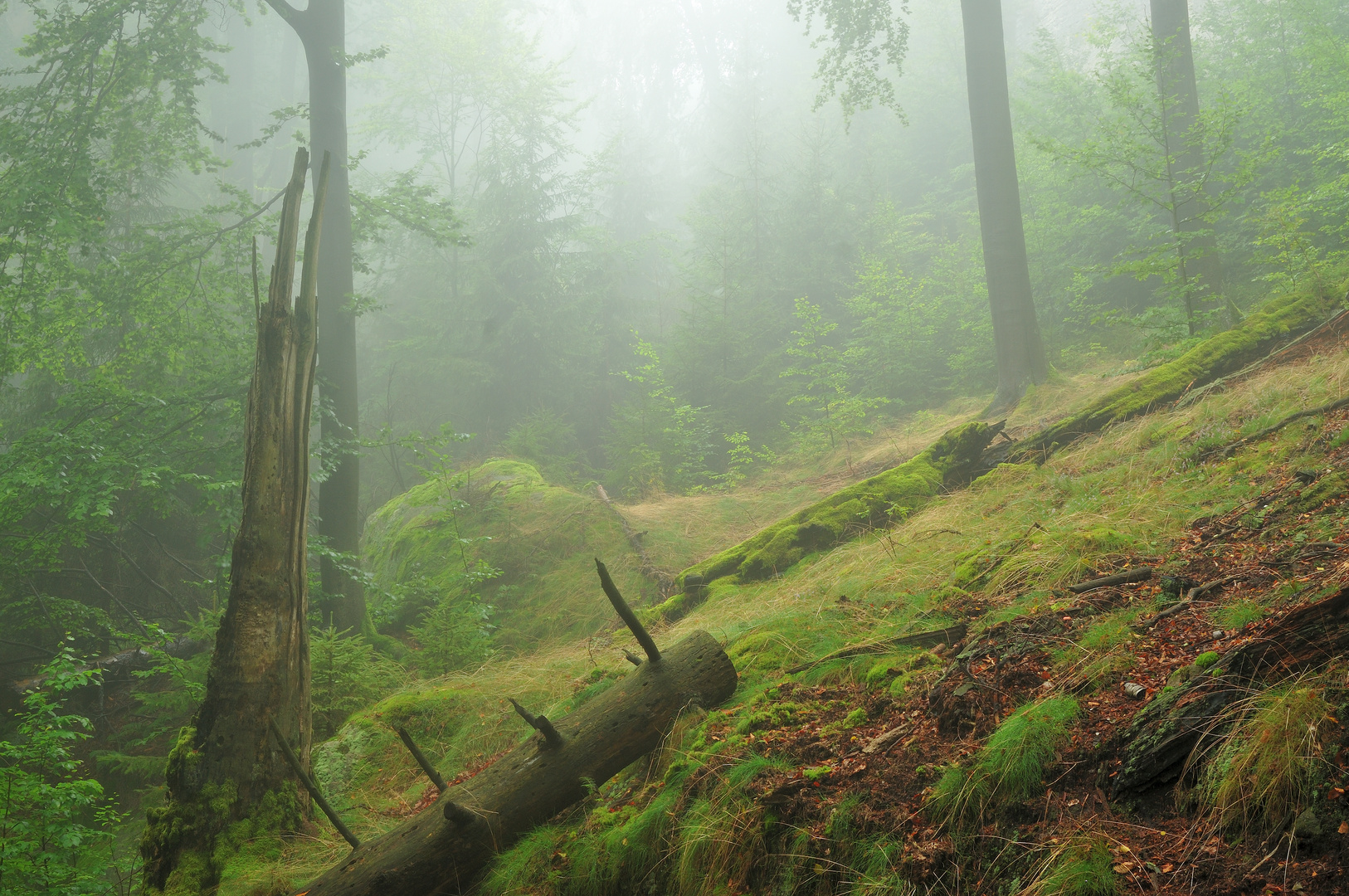 Waldbild - Sächsische Schweiz