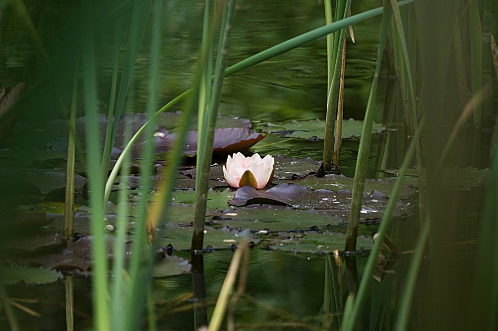 Waldbiotop